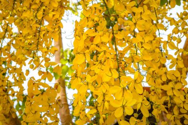 Golden Shower flowers are blooming in full of trees clipart