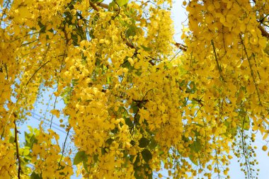 Ağaçlar tam olarak altın duş çiçek çiçeklenme