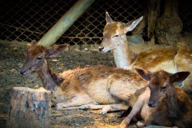 Bir grup geyik, ya da Bataklık Geyiği, hayvanat bahçesinde birlikte oturuyorlar..