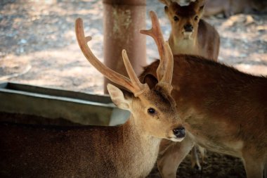Hayvanat bahçesindeki geyiğin yakın plan portresi..