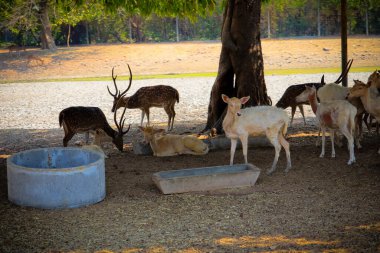 Hayvanat bahçesindeki geyiğin yakın plan portresi..