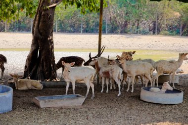 Hayvanat bahçesindeki geyiğin yakın plan portresi..