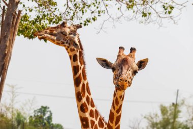 Tarangire Ulusal Parkı, Tanzanya 'da bir grup zürafa