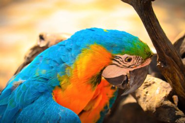 Close up macro of beautiful colorful parrot sitting on a tree branch clipart