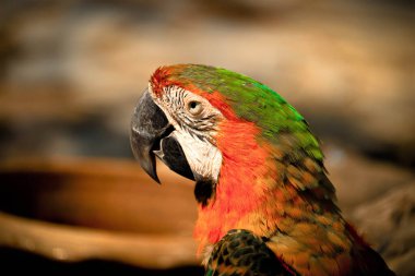 Portrait colorful Macaw parrot on a branch clipart