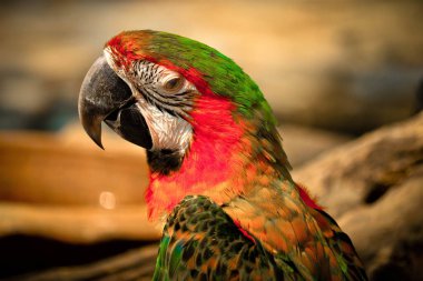 Portrait colorful Macaw parrot on a branch clipart