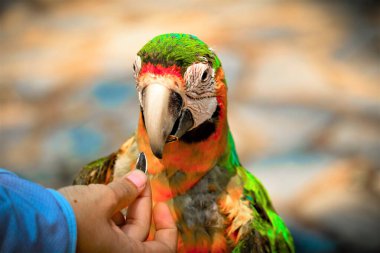 Close up macro of beautiful colorful parrot sitting on a tree branch clipart