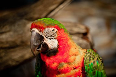 Portrait colorful Macaw parrot on a branch clipart