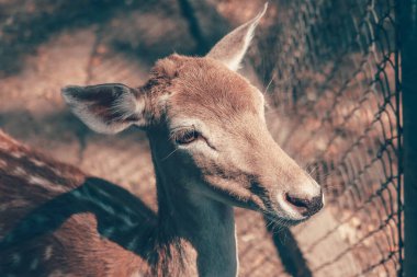 Close-up portrait of a deer in the zoo. clipart