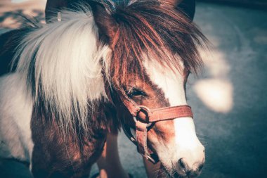 bir çiftliği bir arazide küçük cüce at