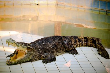 Geniş dişli, tehlikeli sürüngen hayvanın yakın görüntüsü.
