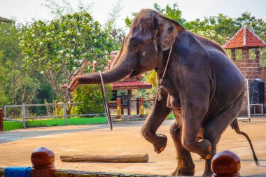 Safari 'deki bir fil gösterisinde filler arka ayakları üzerinde dururlar.