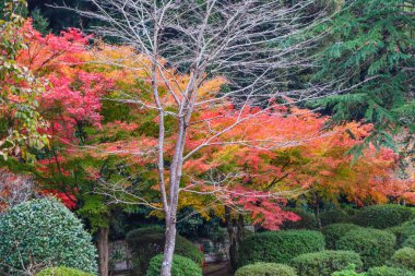 Umi Jigoku 'daki bahçe ya da içinde sıcak su bulunan bir gölet..