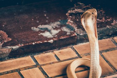 Kobra kaputu yere serdi ve kobra yılanı vahşidir.