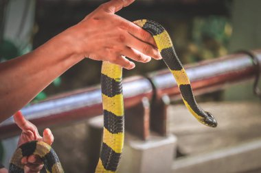 Banded Krait snake on a hand at snake farm Thailand clipart