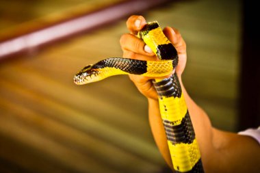 Tayland 'da yılan çiftliğinde Krait yılanı avucunun içinde.
