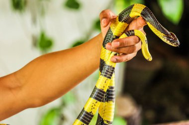 Tayland 'da yılan çiftliğinde Krait yılanı avucunun içinde.