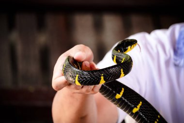 Tayland yılan çiftliğinde bir elde Mangrove Yılanı
