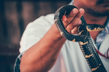 Tayland yılan çiftliğinde bir elde Mangrove Yılanı