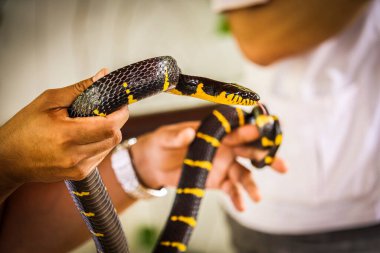 Tayland yılan çiftliğinde bir elde Mangrove Yılanı