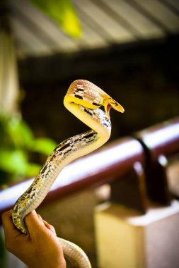 Radyasyonlu Sıçan yılanları yerde.