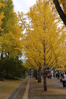 Kentsel bir durumda ginkgo biloba ağacının parlak sarı yaprakları