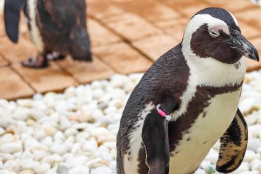 Komik Afrika penguen portresi yakın çekim