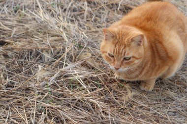 Cats on the street of famous Aoshima Japanese cat island clipart