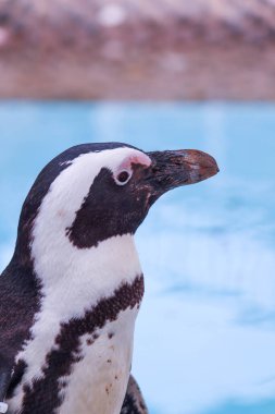 Komik Afrika penguen portresi yakın çekim