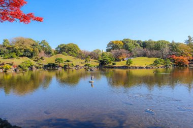 Açık bir sonbahar gününde Japon bahçesinin manzarası.