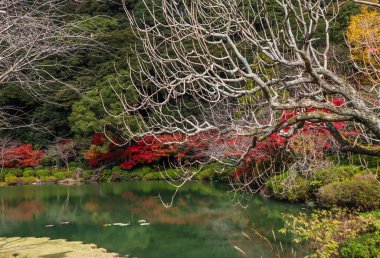 Umi Jigoku 'daki bahçe ya da içinde sıcak su bulunan bir gölet..