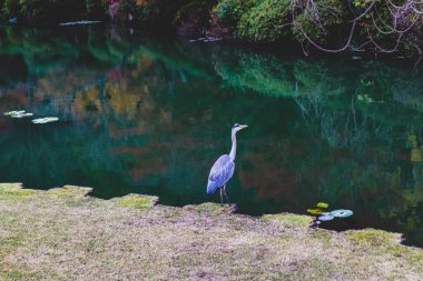 Canlı Sonbahar Yeşilliği ve Durgun Suyu ile Huzurlu Japon Bahçe Sahnesi