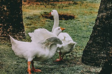 Pekin duck in the garden clipart