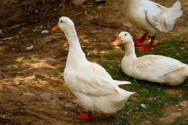 Pekin duck in the garden clipart