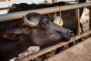 Hayvanat bahçesindeki sığır çiftliği