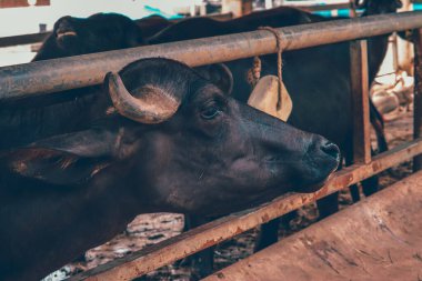 Hayvanat bahçesindeki sığır çiftliği