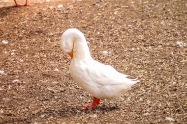 Pekin ördeği bahçede