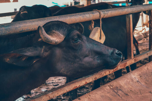 Beef cattle farm in the zoo