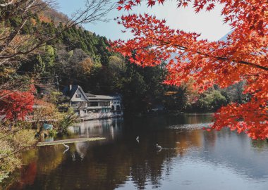 Güzel kırmızı akçaağaç yaprakları Kinrinko gölünde, oita, Japonya, sonbahar güneşli gününde