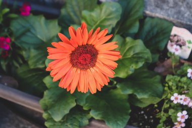 Yeşil arka planda turuncu gerbera çiçeği