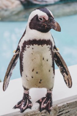 Komik Afrika penguen portresi yakın çekim