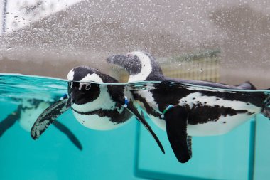 Penguen Durgun Havuzda Huzurlu Yüzüyor