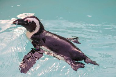 Penguen Durgun Havuzda Huzurlu Yüzüyor