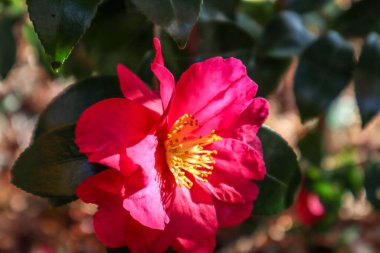 Kamelya sasanqua, yaygın adı sasanqua camellia