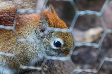 Ağaçtaki sincap fıstık yiyor.