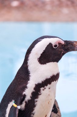 Komik Afrika penguen portresi yakın çekim