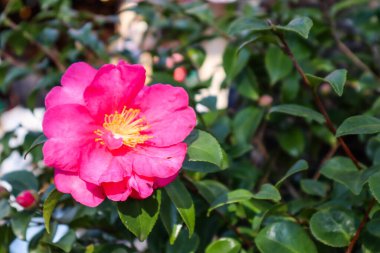 Kamelya sasanqua, yaygın adı sasanqua camellia
