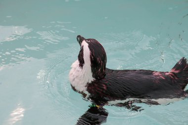 Penguen Durgun Havuzda Huzurlu Yüzüyor