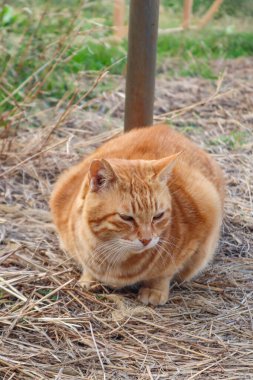 Cats on the street of famous Aoshima Japanese cat island clipart