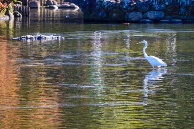 Yalnız Su Kuşu Serene Gölü 'ndeki Doğayı Gözlemliyor